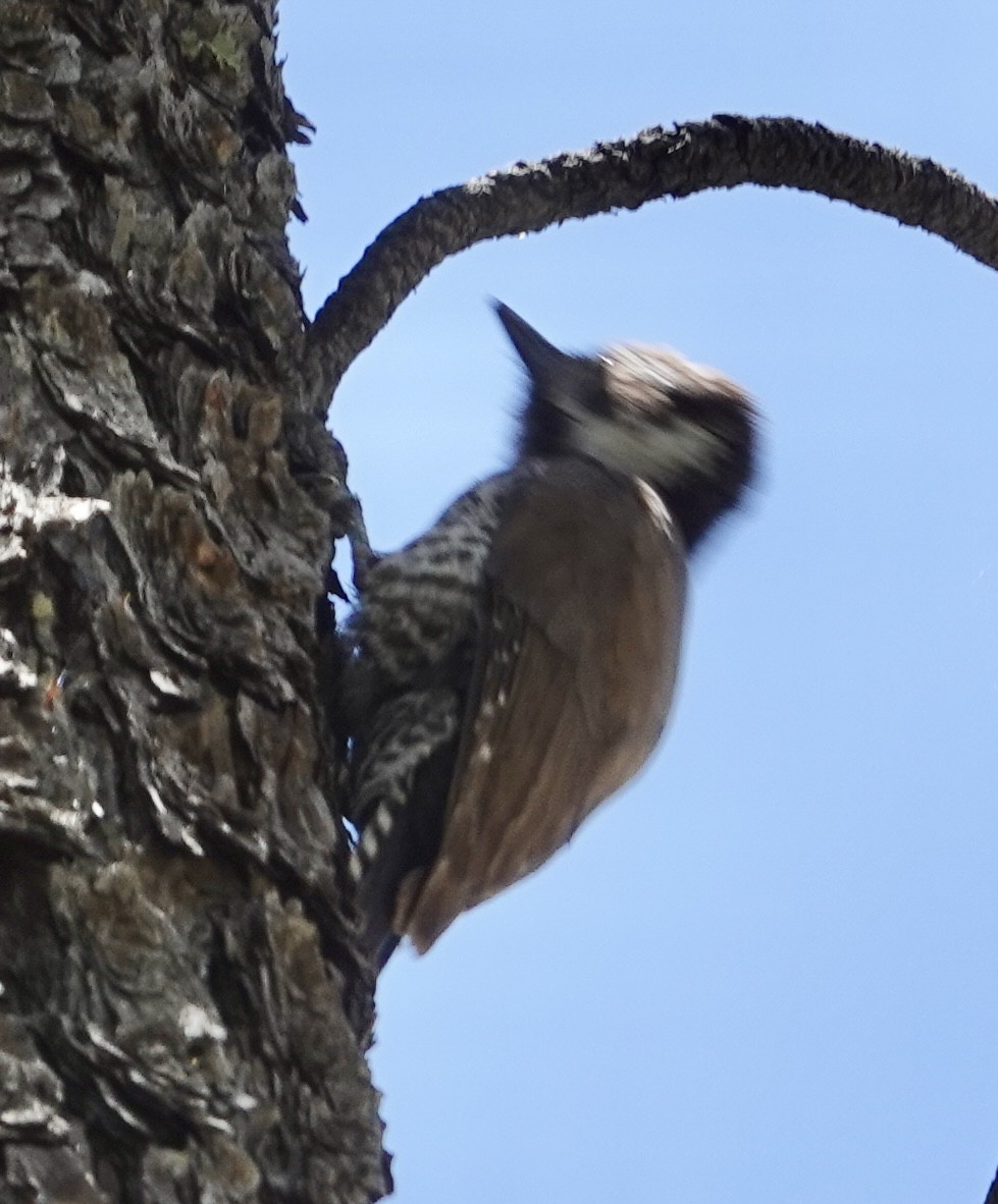 Arizona Woodpecker - Eric Hough