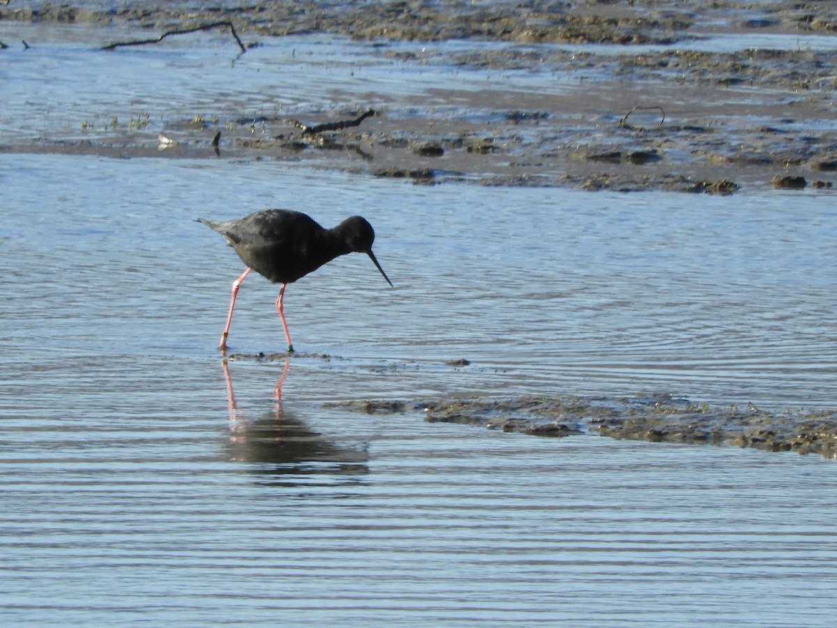 Black Stilt - Natalee Bozzi