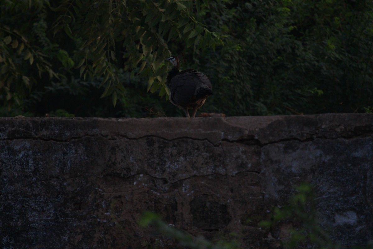 Indian Peafowl - PARTH PARIKH