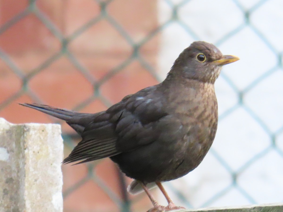 Eurasian Blackbird - Elizabeth Ray