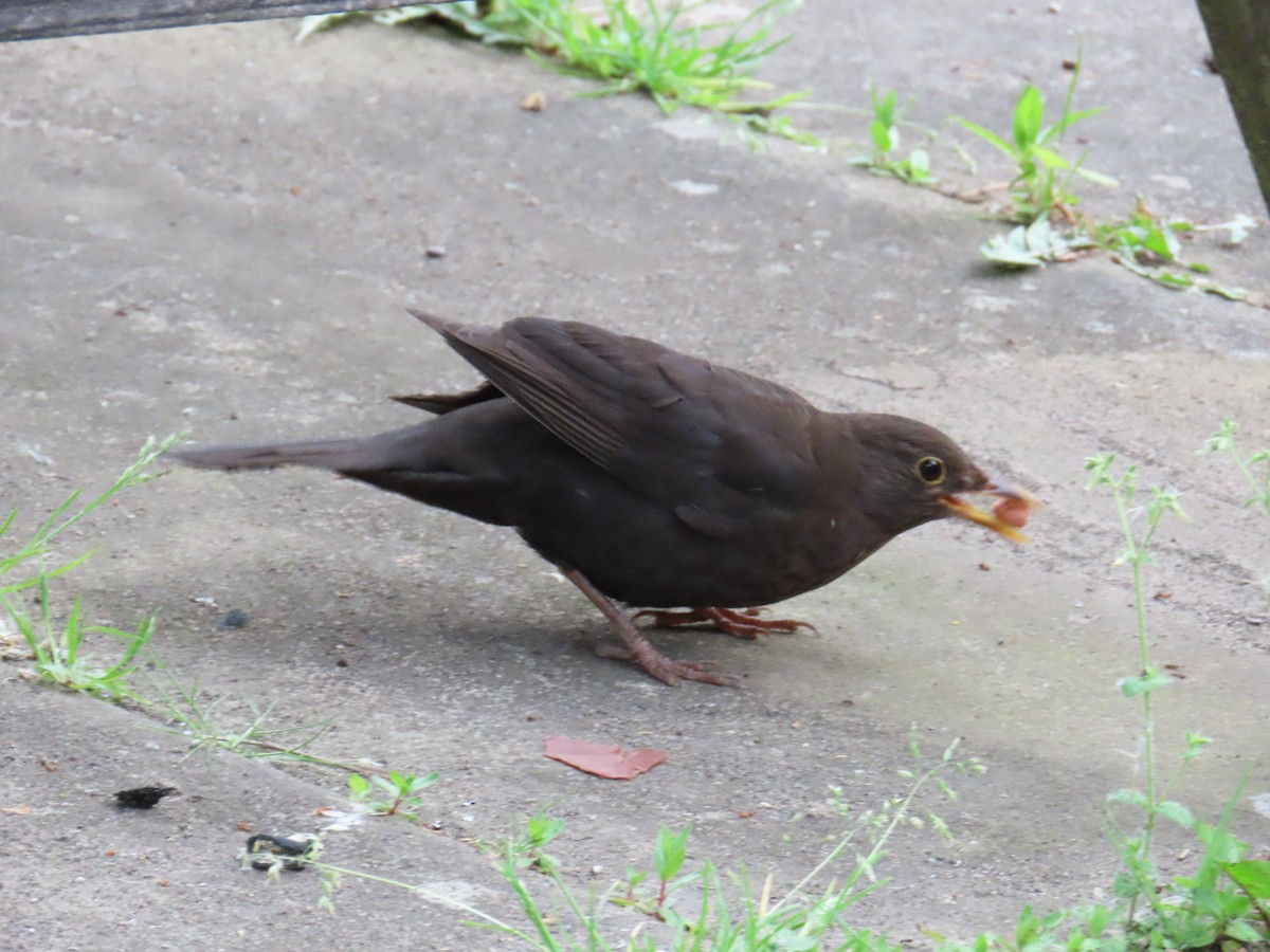 Eurasian Blackbird - Elizabeth Ray