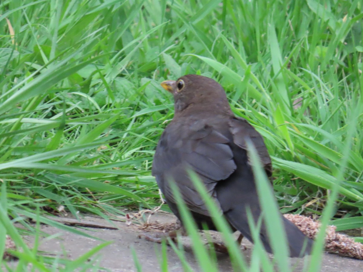 Eurasian Blackbird - Elizabeth Ray