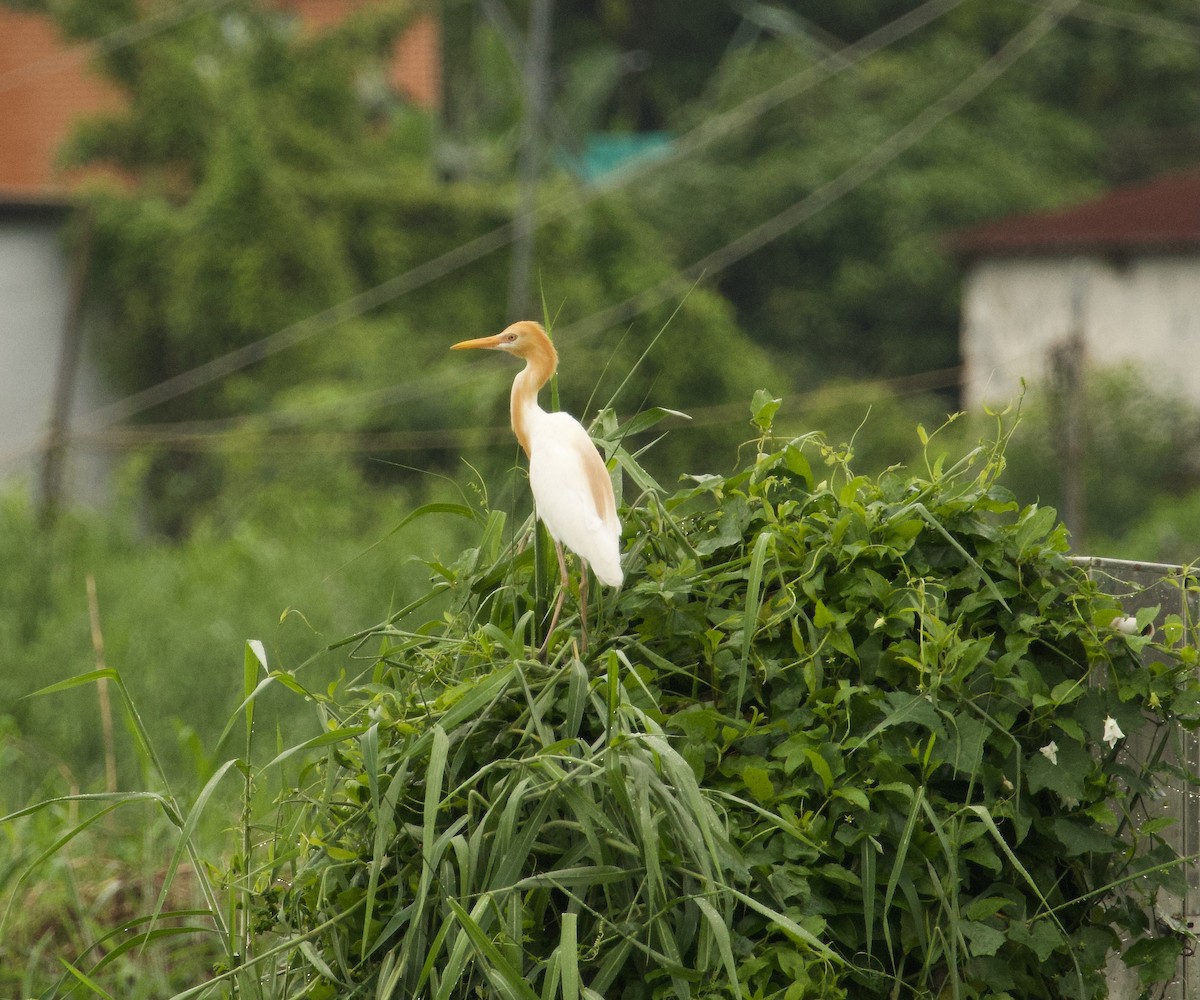 Eastern Cattle Egret - ML619611095