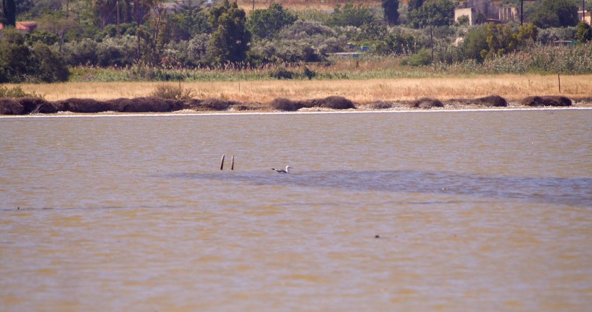 Yellow-legged Gull - Georgy Schnipper