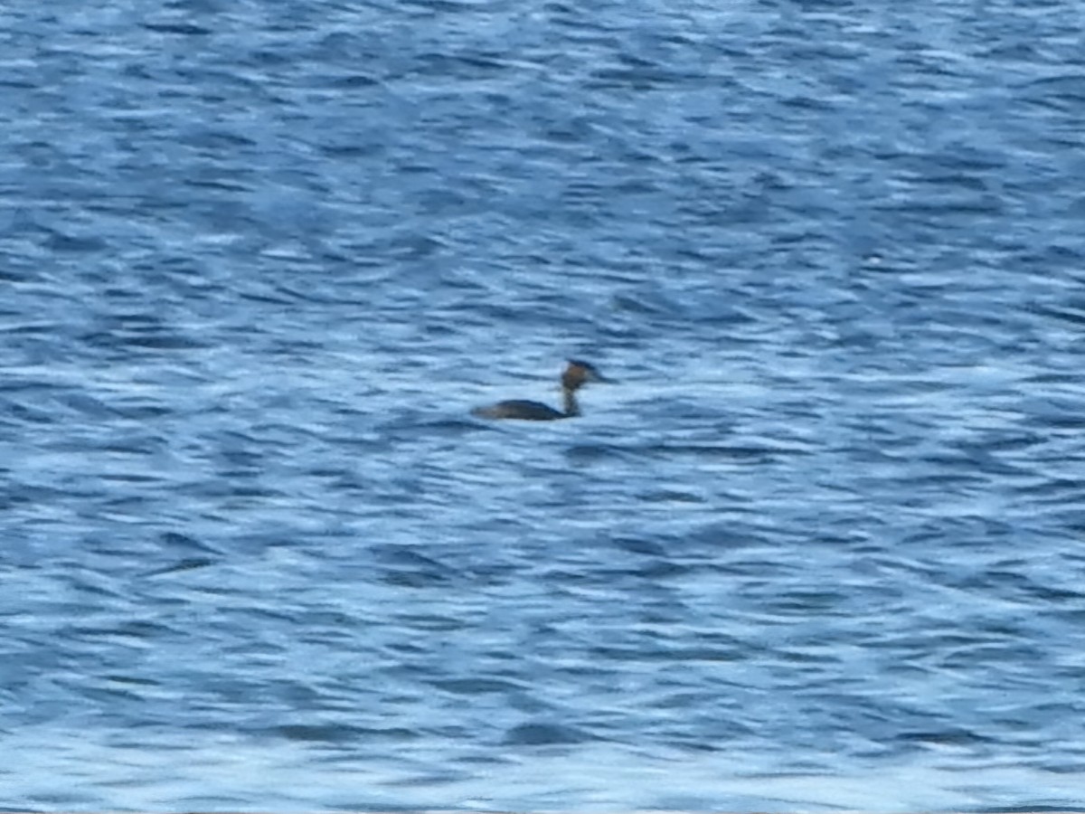 Great Crested Grebe - ML619611097