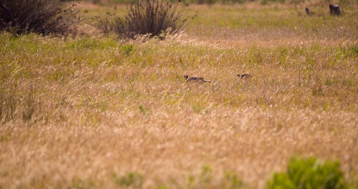 Ring-necked Pheasant - Georgy Schnipper