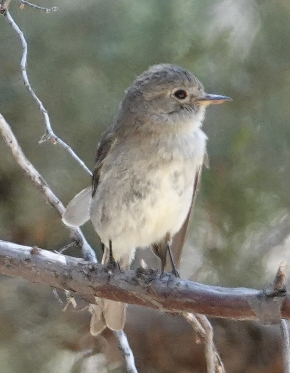 Gray Flycatcher - Eric Hough