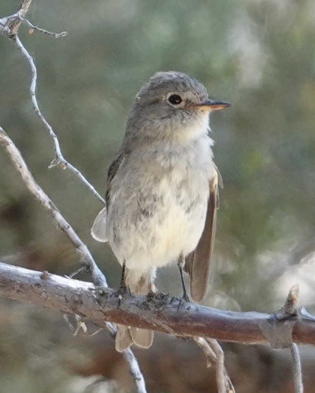 Gray Flycatcher - Eric Hough