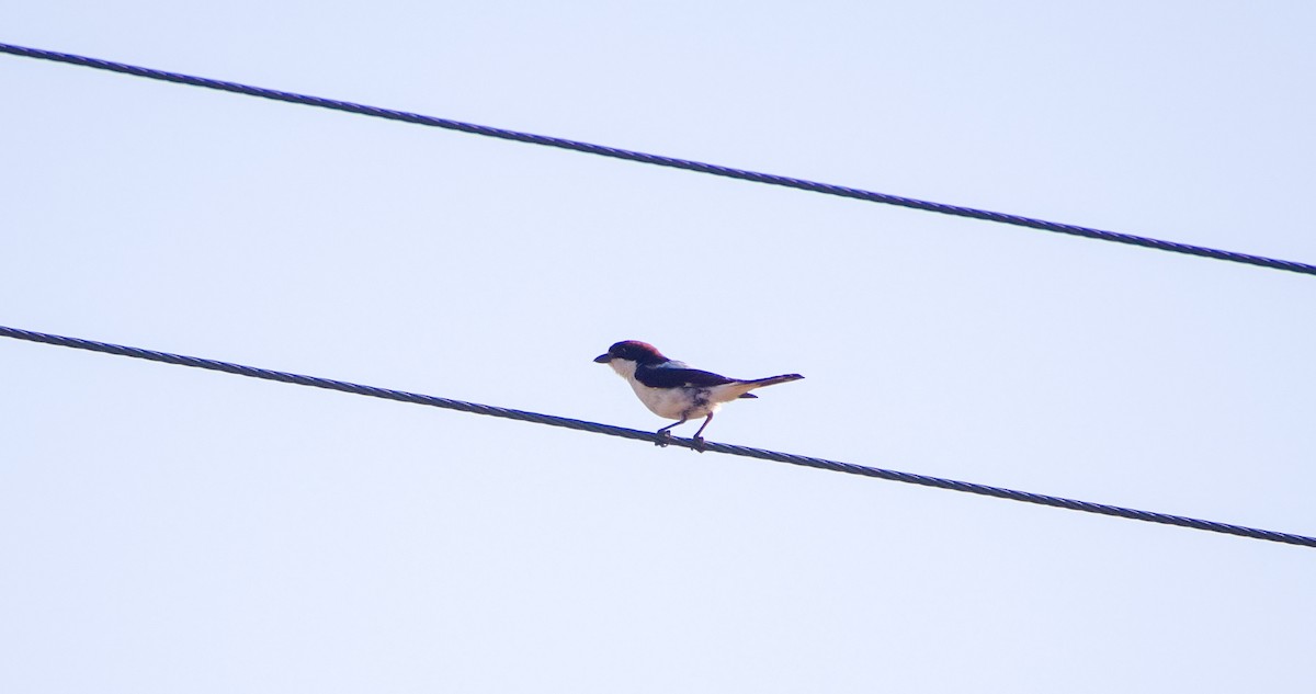 Woodchat Shrike - Georgy Schnipper