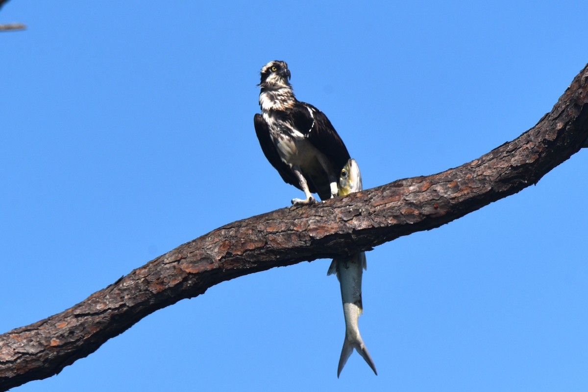 Águila Pescadora - ML619611145