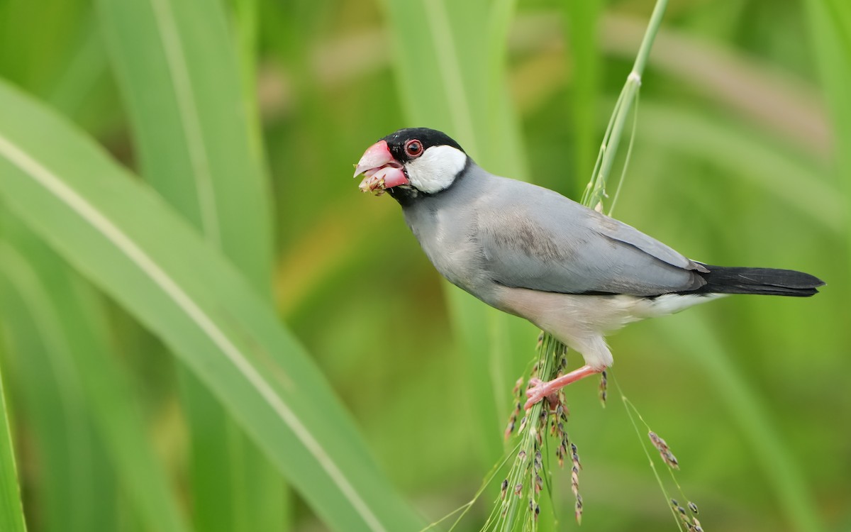 Java Sparrow - ML619611150