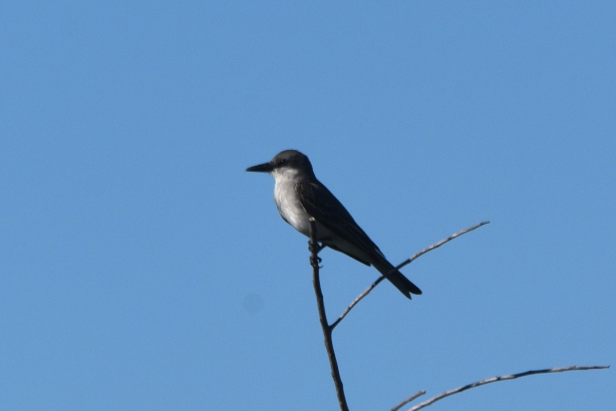 Gray Kingbird - John Swenfurth