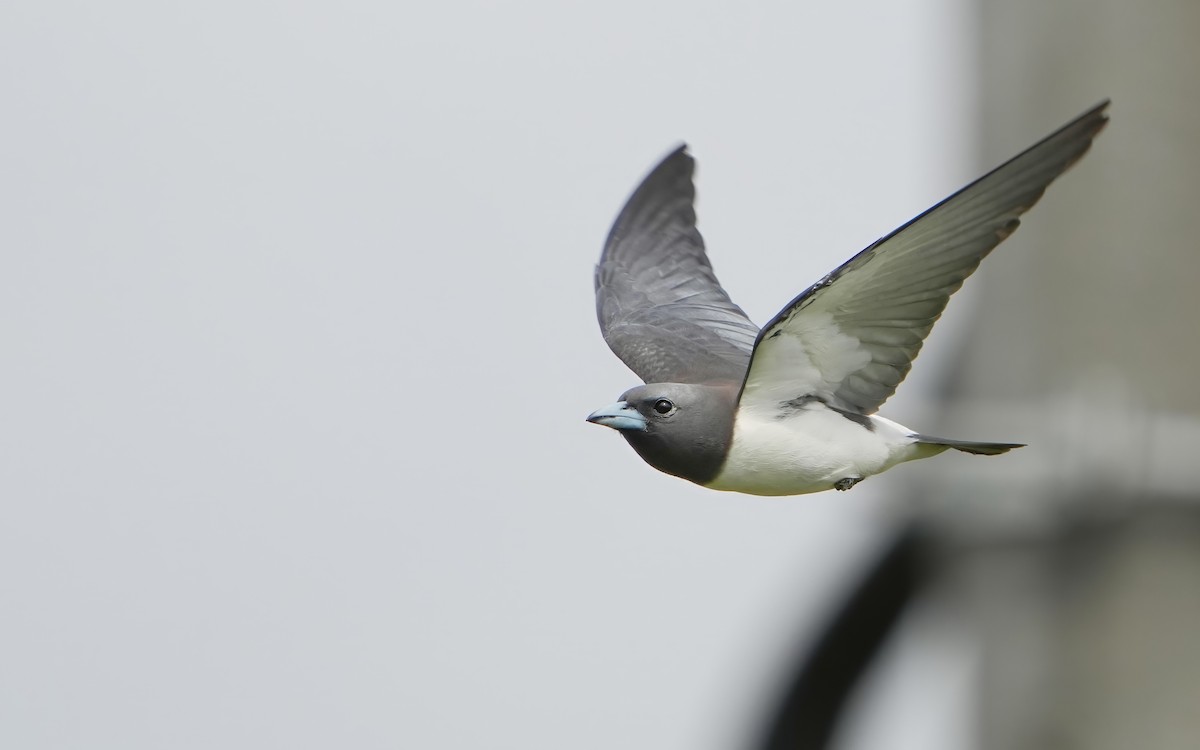 White-breasted Woodswallow - Edmond Sham