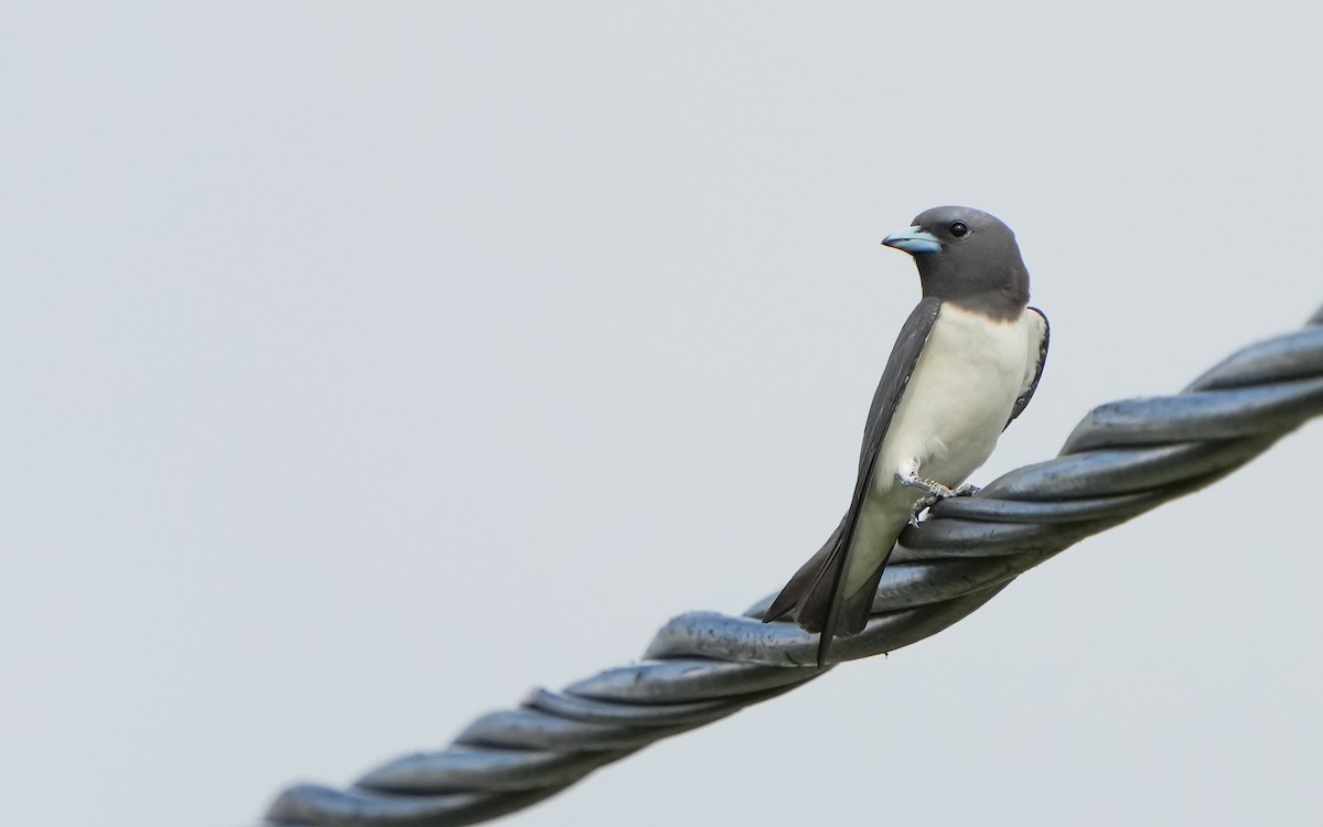 White-breasted Woodswallow - Edmond Sham