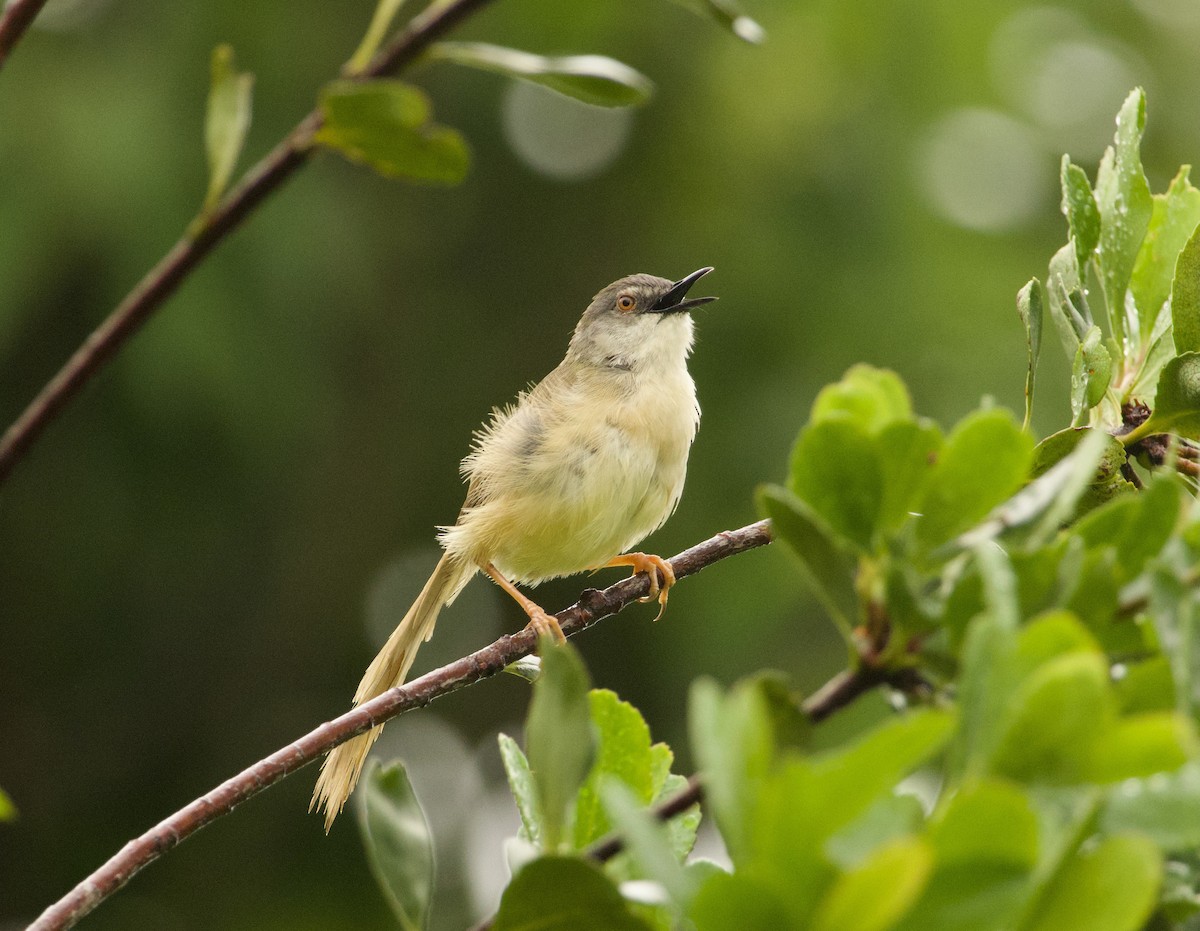 Yellow-bellied Prinia - ML619611157