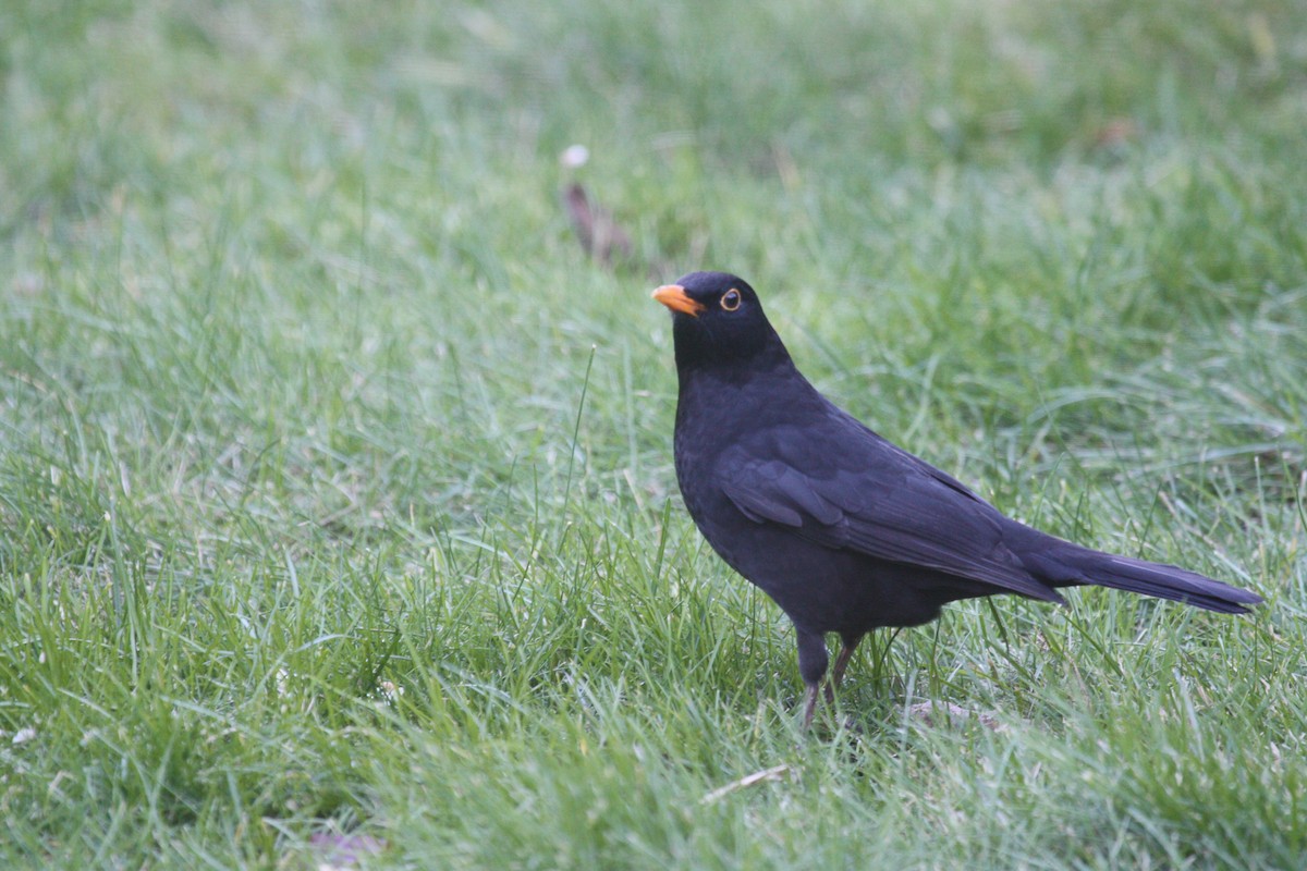 Eurasian Blackbird - Elizabeth Ray