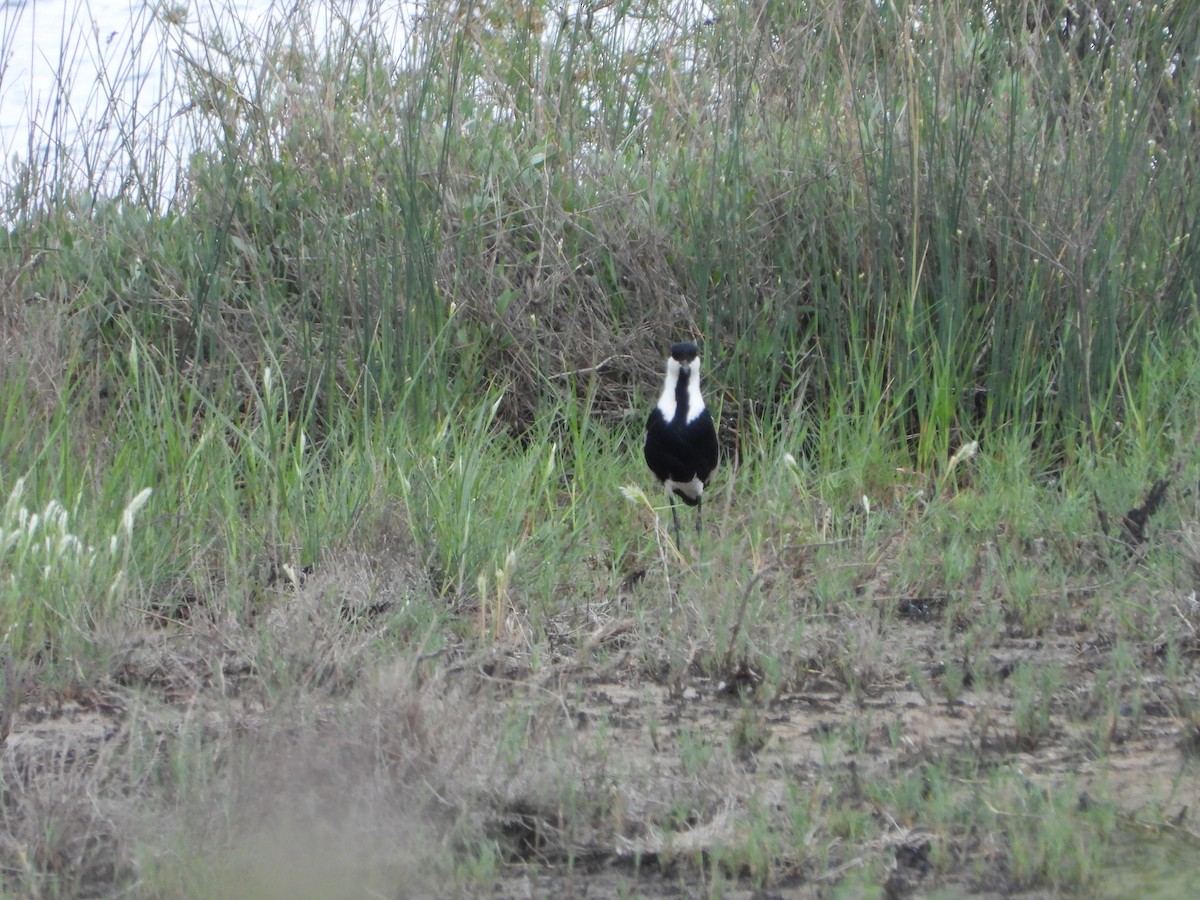 Spur-winged Lapwing - Elena Baonza Díaz