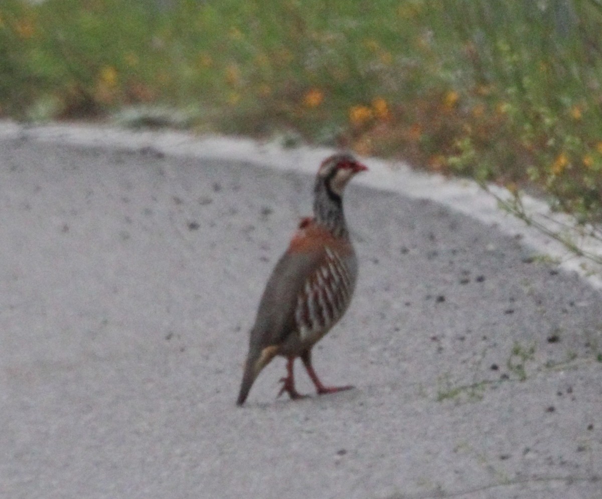 Red-legged Partridge - Pablo Miki Garcia Gonzalez