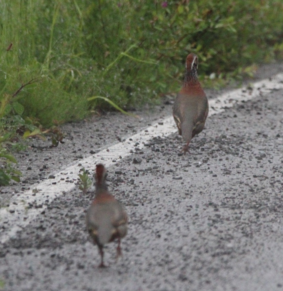 Red-legged Partridge - Pablo Miki Garcia Gonzalez