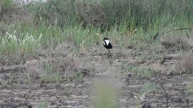 Spur-winged Lapwing - ML619611165