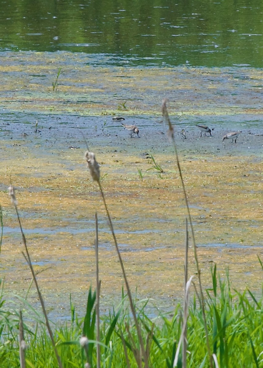 White-rumped Sandpiper - Jon Cefus