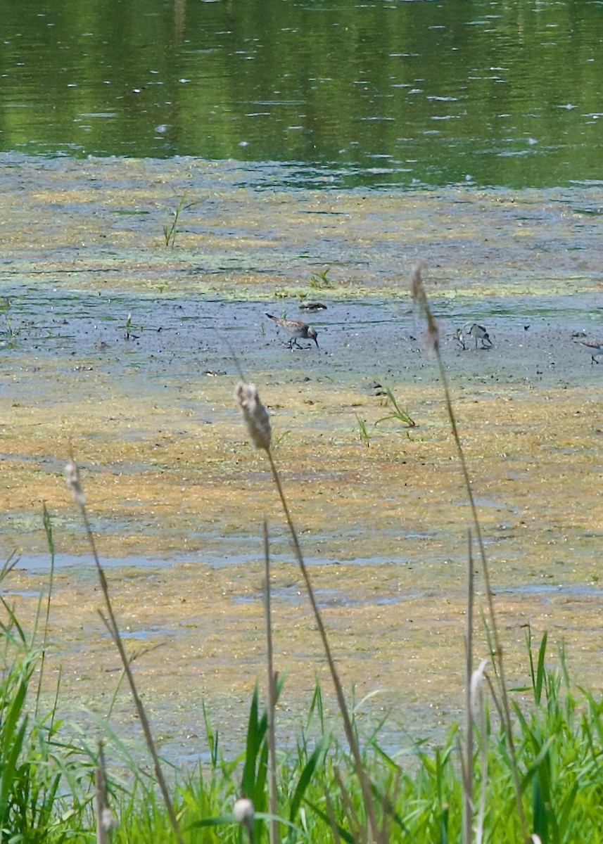 White-rumped Sandpiper - Jon Cefus