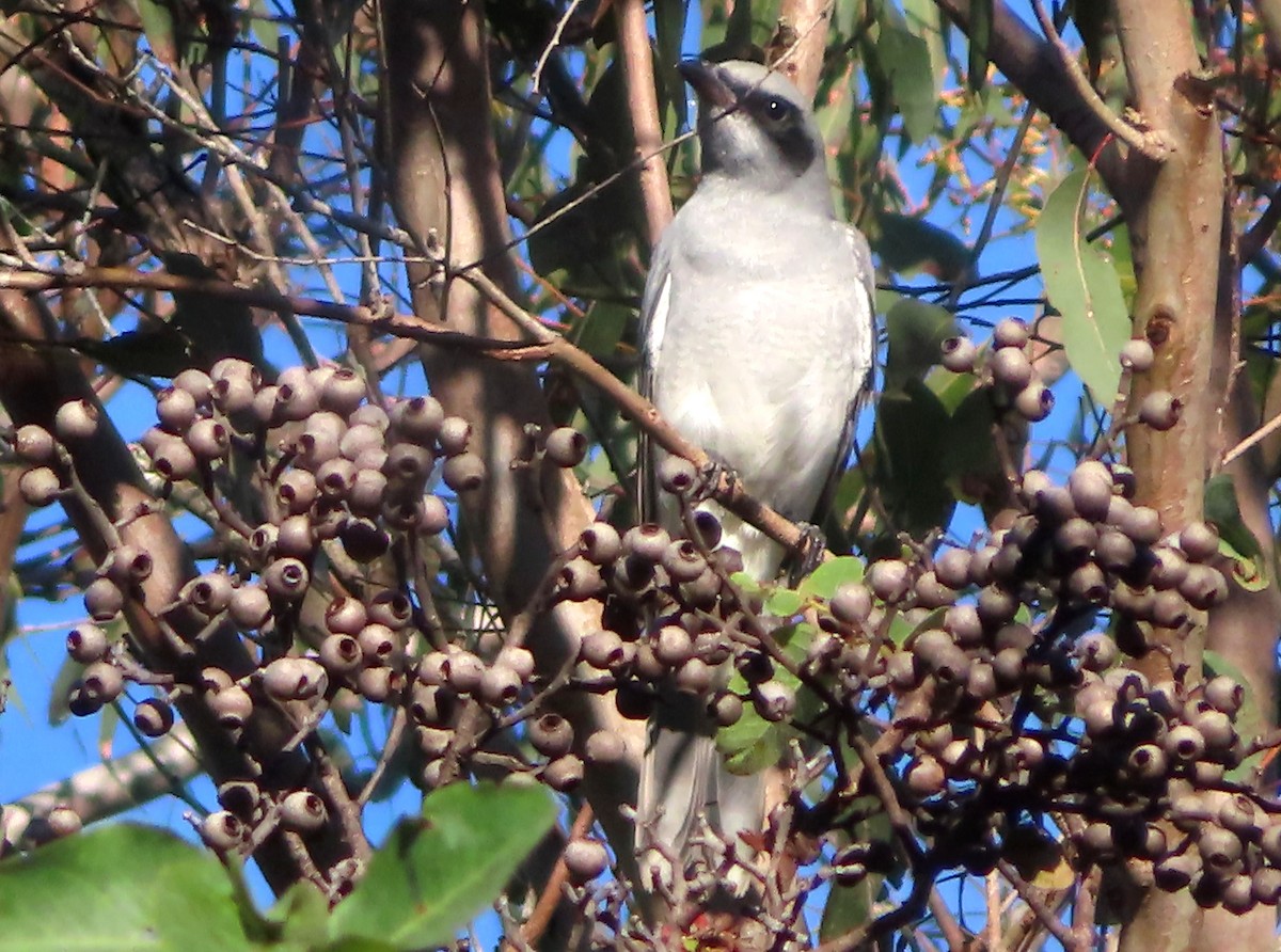 Black-faced Cuckooshrike - Paul Dobbie