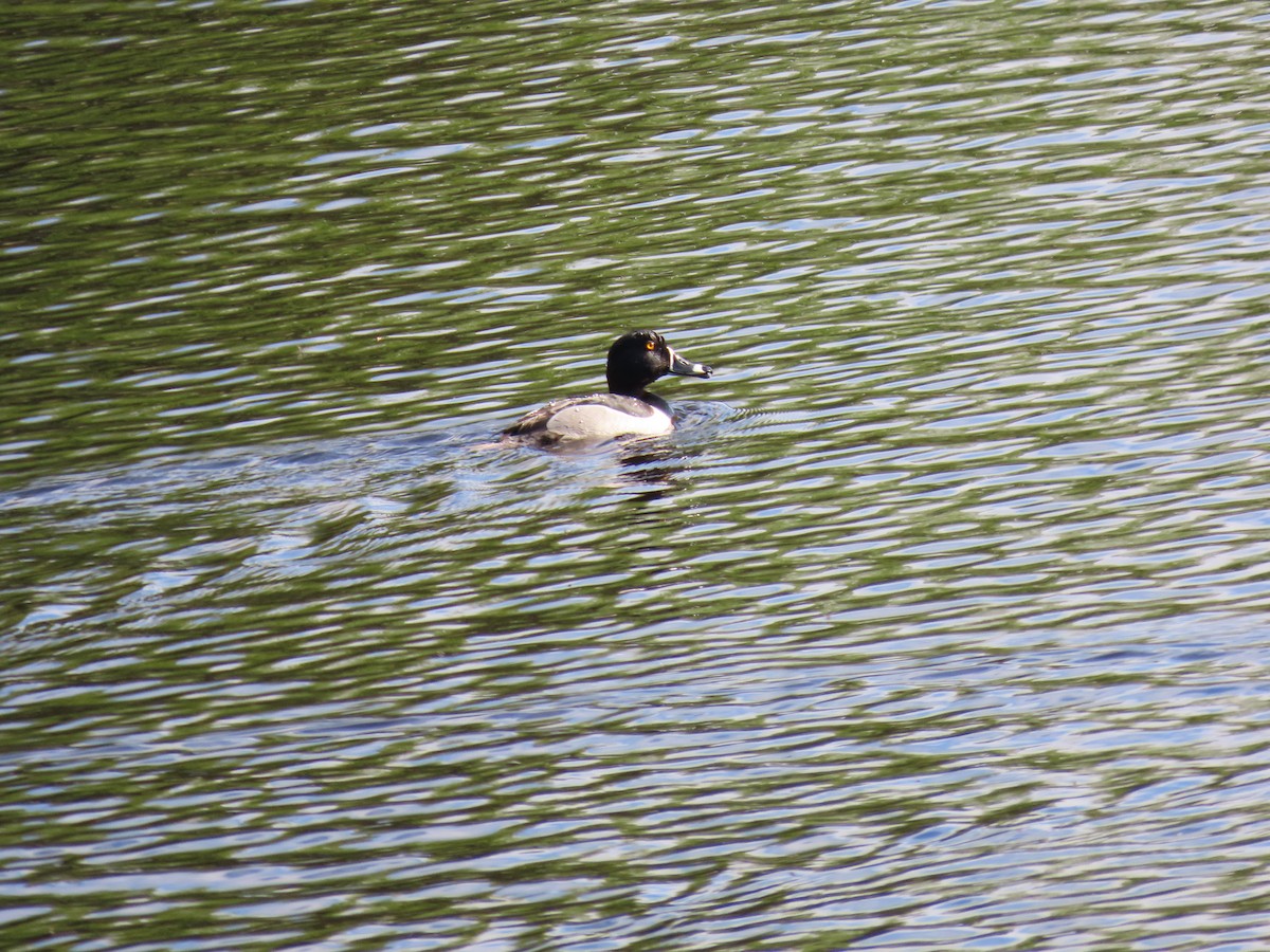 Ring-necked Duck - Rhonda Langelaan