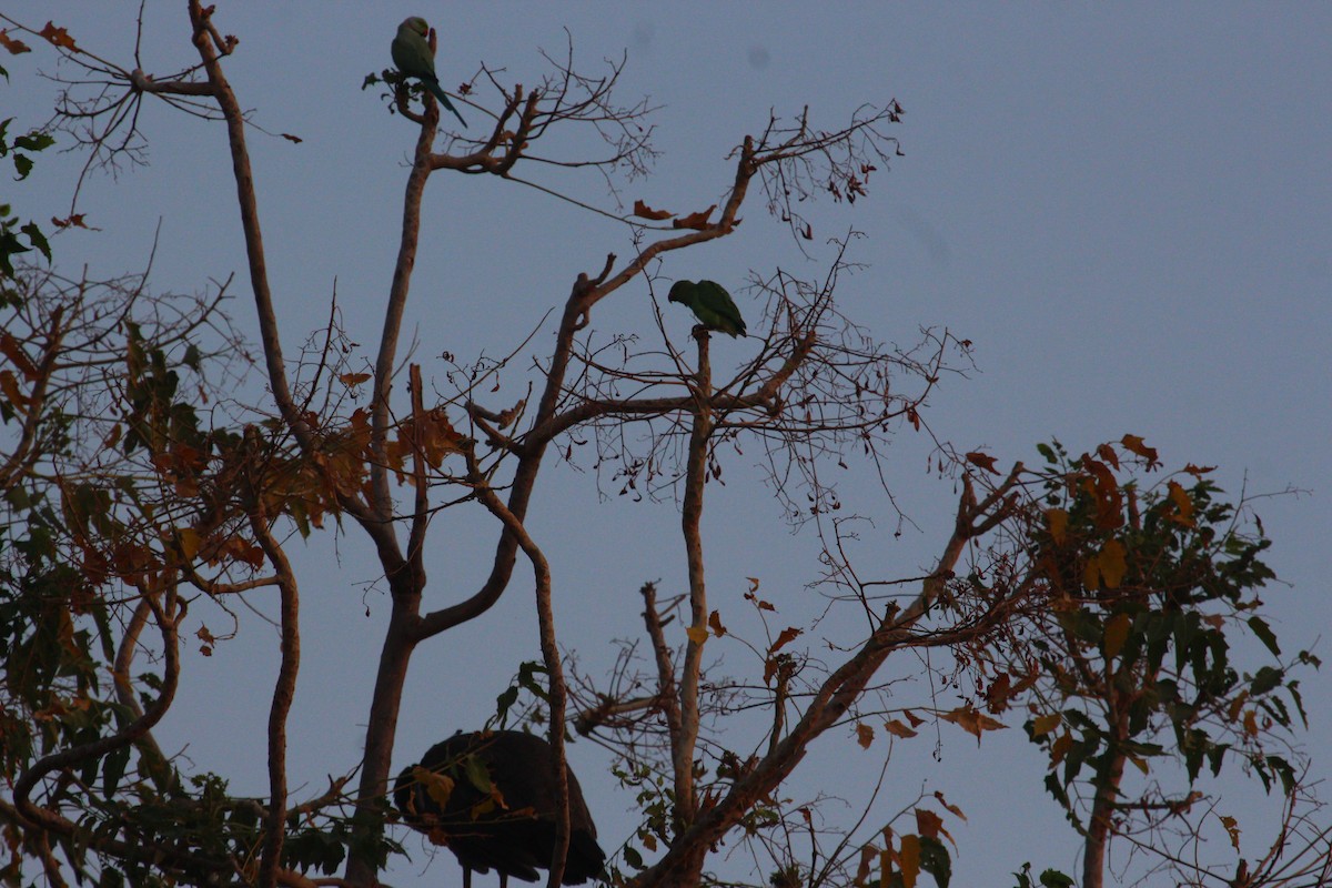 Rose-ringed Parakeet - PARTH PARIKH