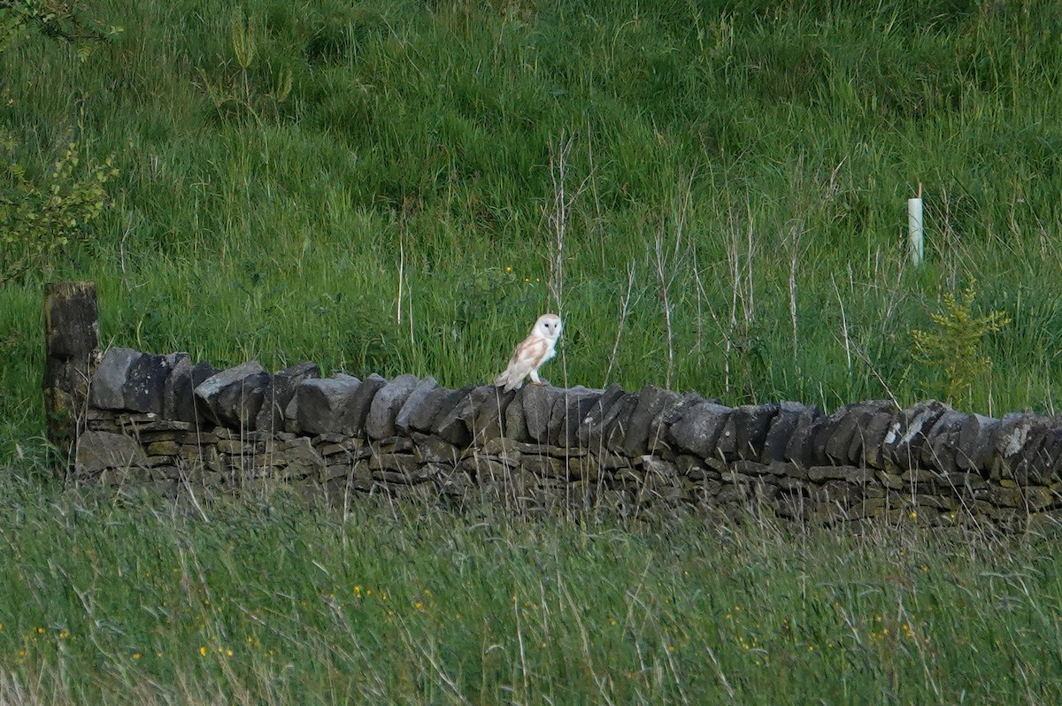 Barn Owl - Ray Scally