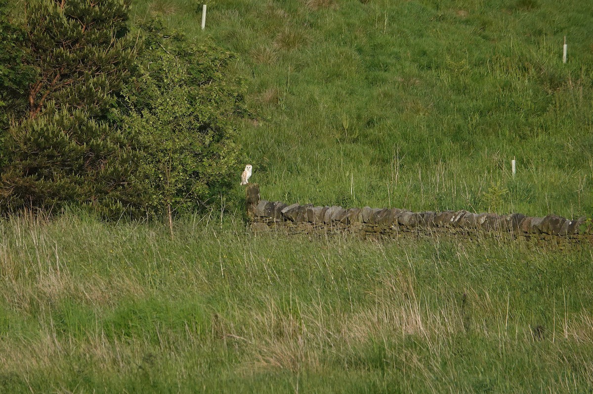 Barn Owl - Ray Scally