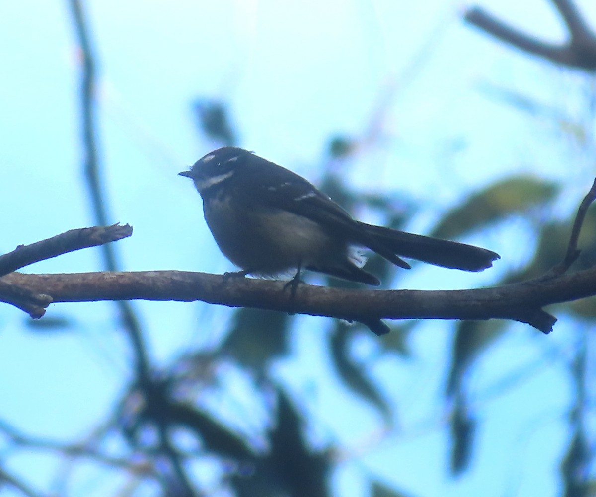 Gray Fantail - Paul Dobbie