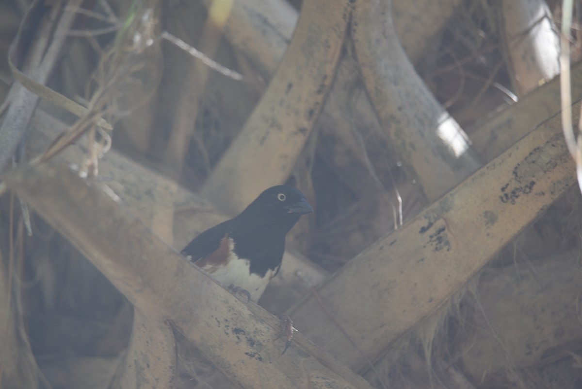 Eastern Towhee (White-eyed) - John Swenfurth