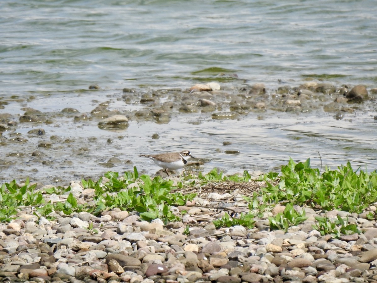 Little Ringed Plover - Stephen Bailey