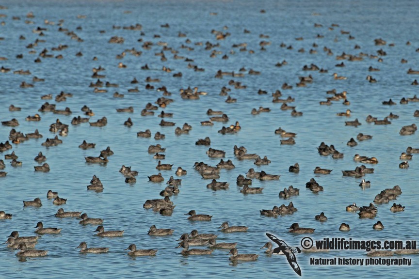 Freckled Duck - Adrian Boyle