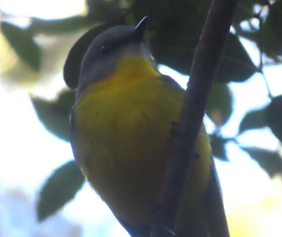 Eastern Yellow Robin - Paul Dobbie
