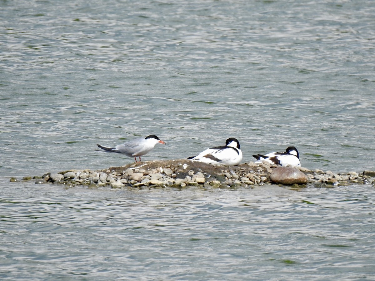 Common Tern - Stephen Bailey