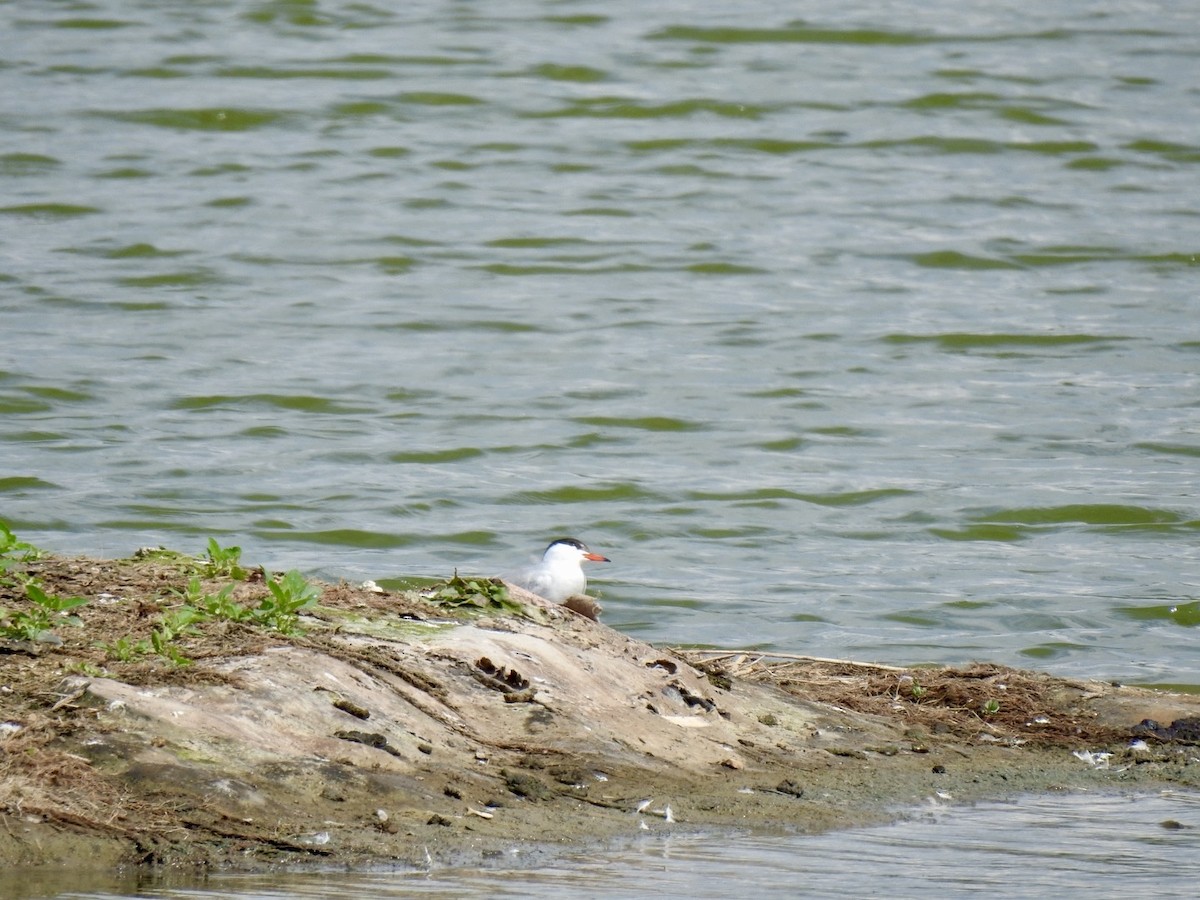 Common Tern - Stephen Bailey