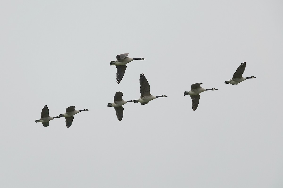 Canada Goose - Ray Scally