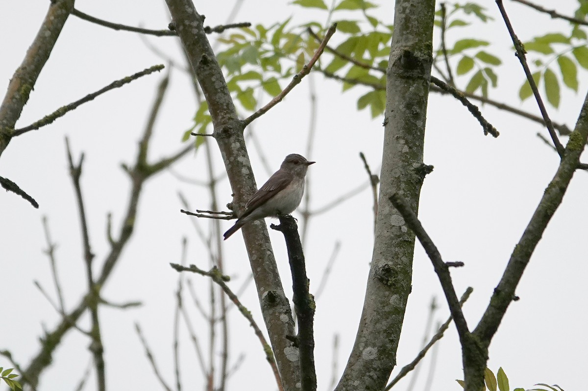 Spotted Flycatcher - Ray Scally