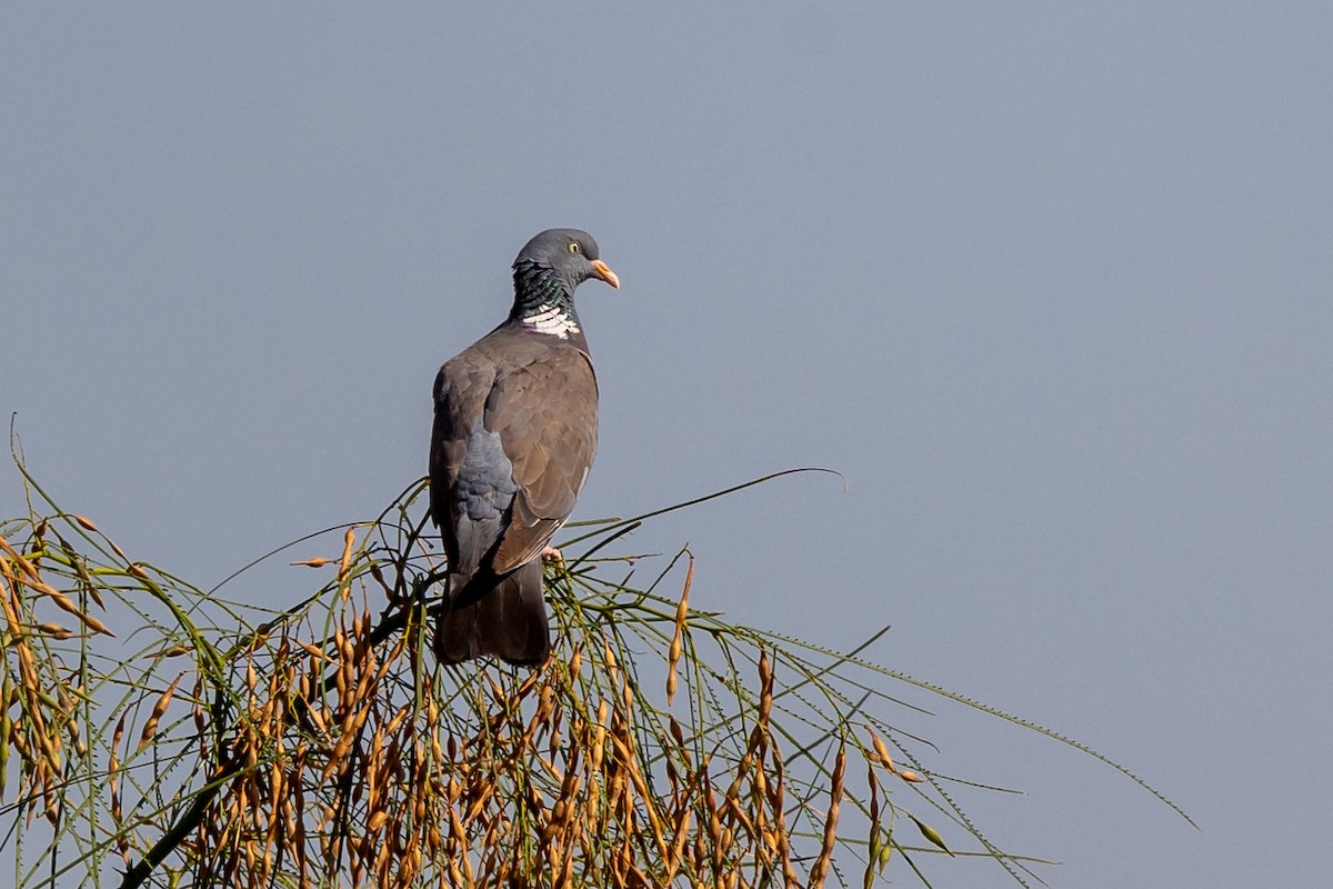 Common Wood-Pigeon - Nikos Mavris