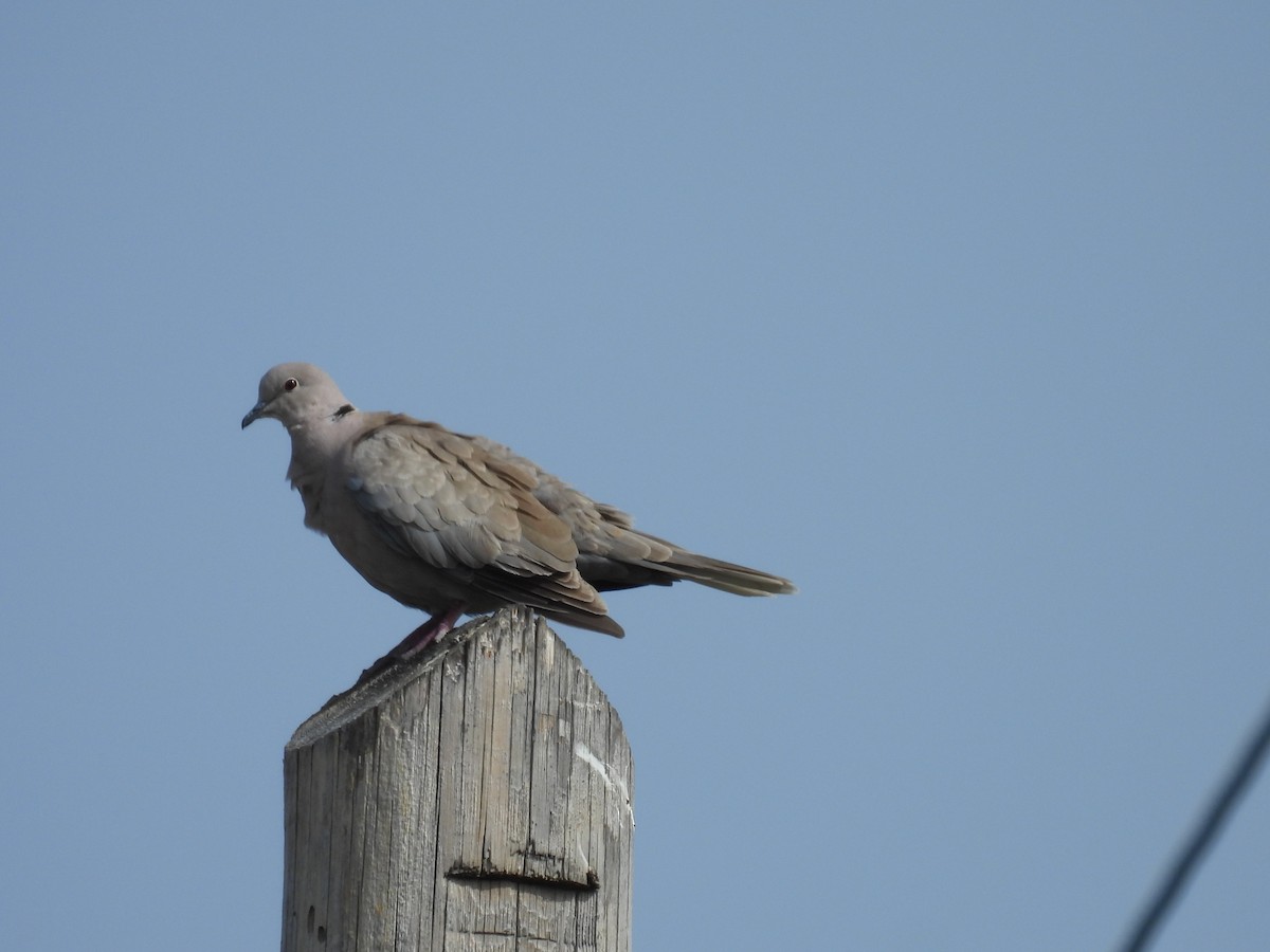 Eurasian Collared-Dove - ML619611231