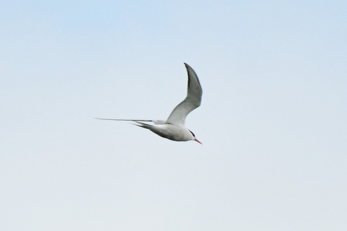 Common Tern - Raphaël Neukomm