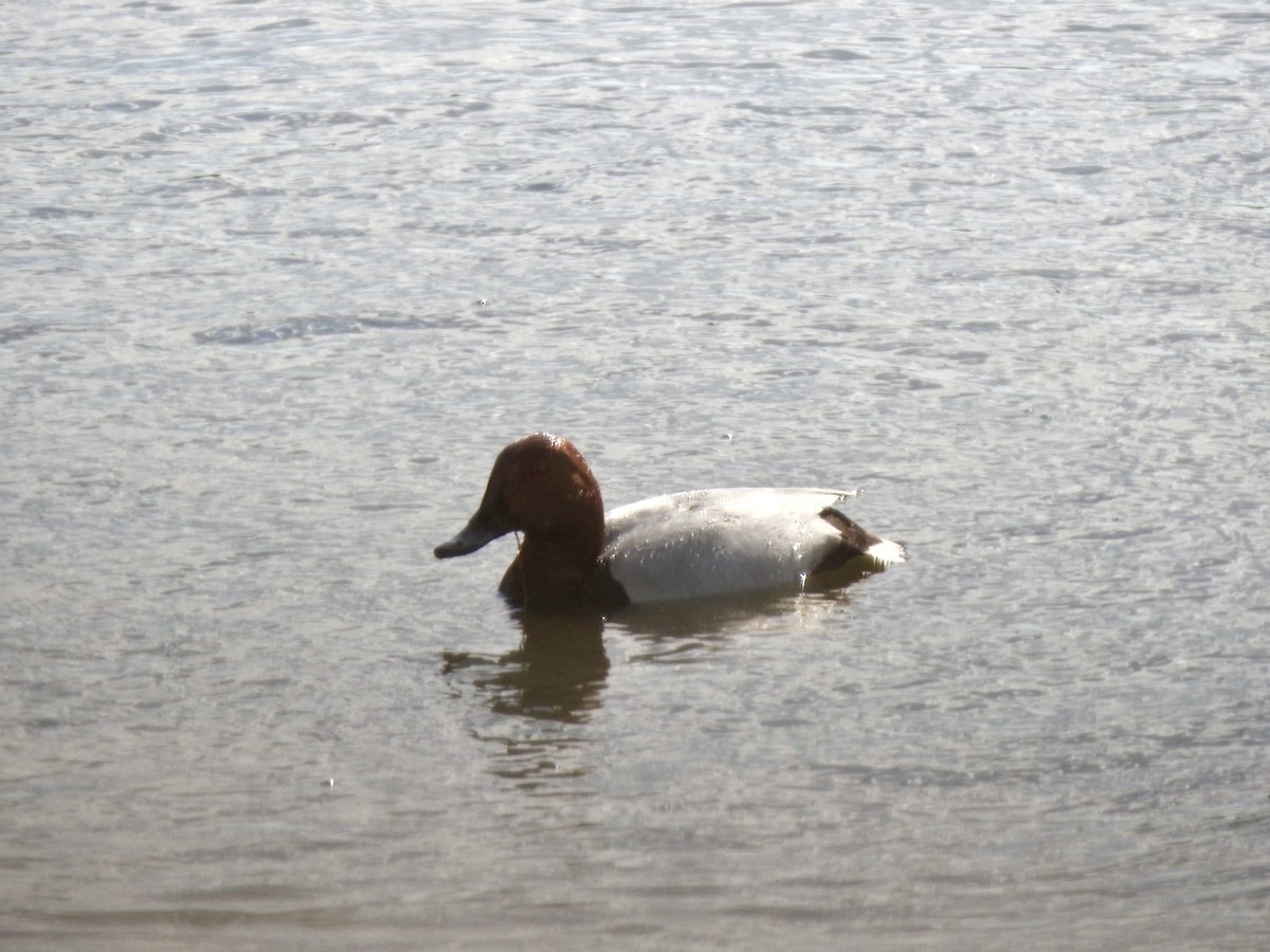 Common Pochard - Stephen Bailey