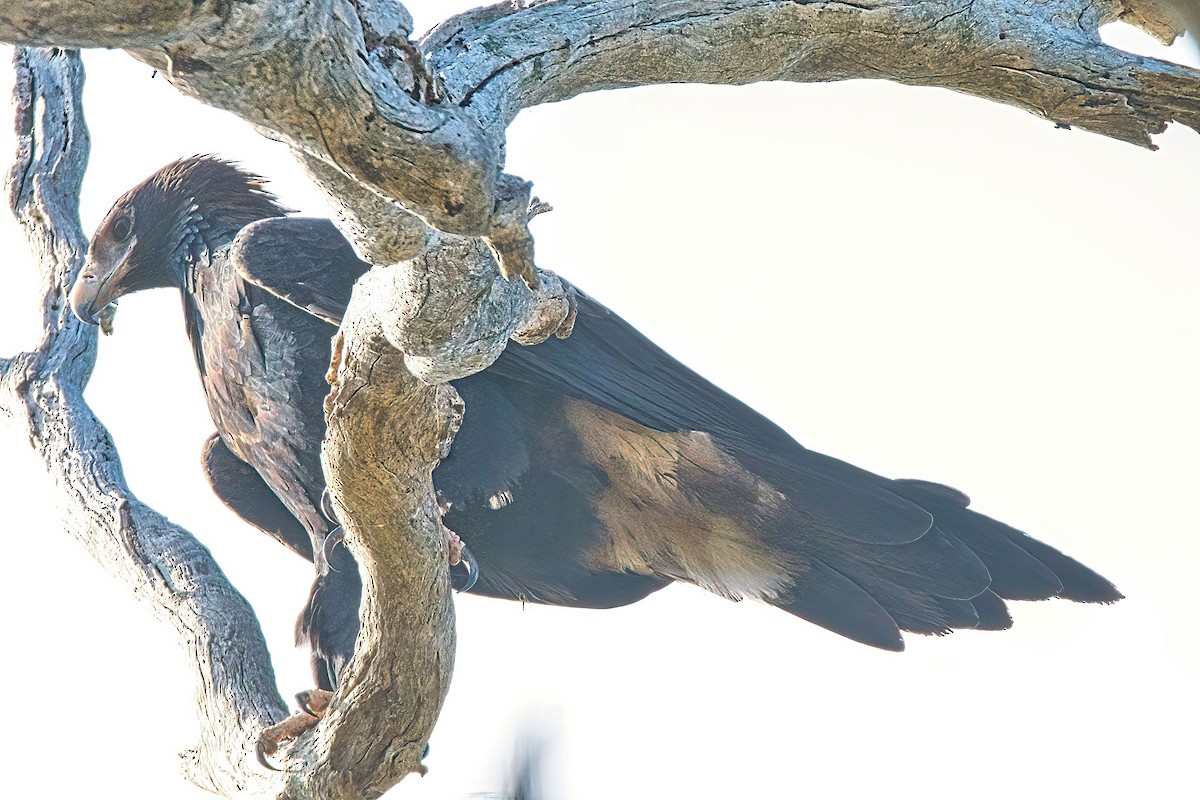 Wedge-tailed Eagle - Alfons  Lawen