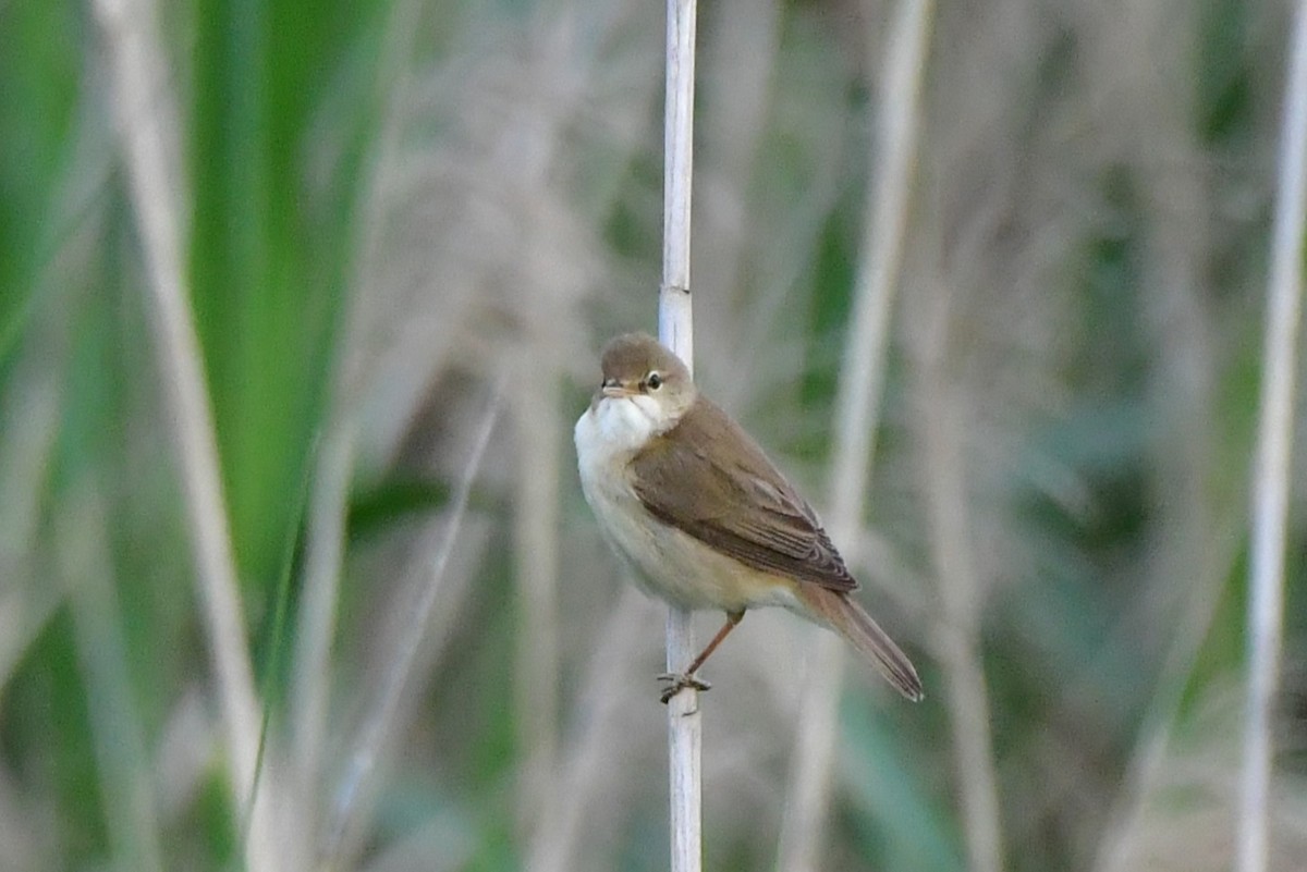 Common Reed Warbler - ML619611238