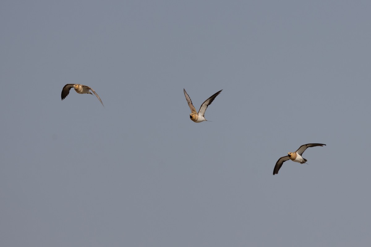 Pin-tailed Sandgrouse - Nikos Mavris