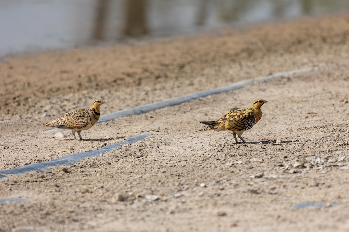 Pin-tailed Sandgrouse - Nikos Mavris