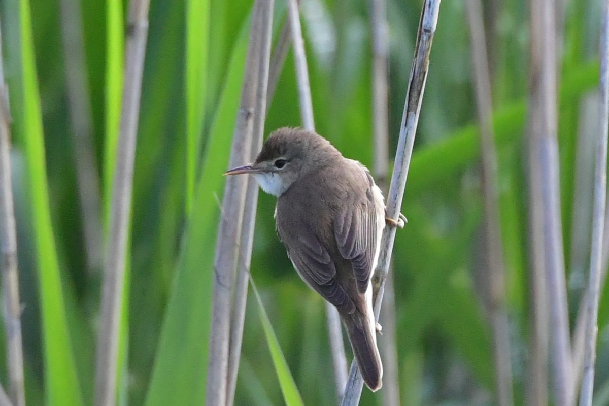 Common Reed Warbler - ML619611243