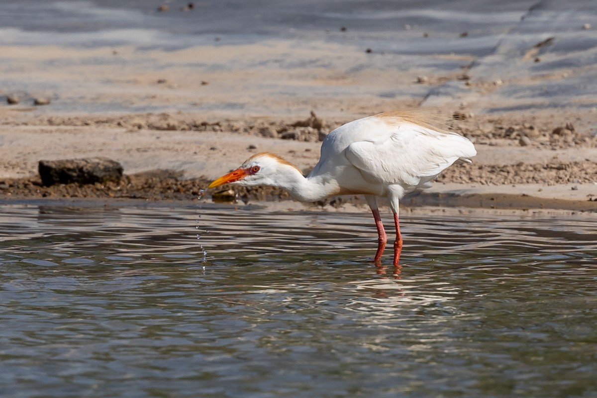 Western Cattle Egret - Nikos Mavris